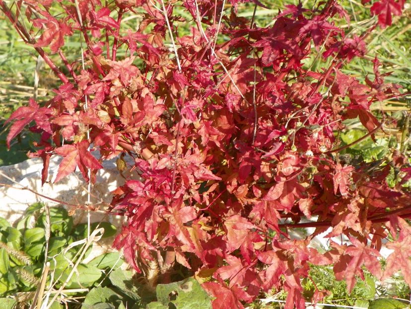 acer palmatum Beni Maiko - Dobarland 2017 2