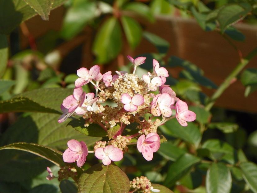 hydrangea pan. Early Sensation - Dobarland 2017 2