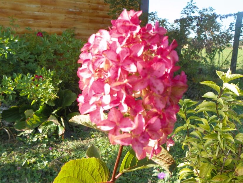 hydrangea pan. Fraise Melba - Dobarland 2017 2
