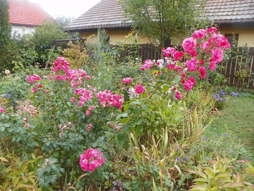 Angela - Trandafiri 2017 - II