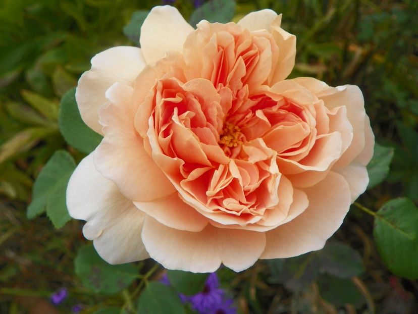 Tea Clipper - Trandafiri 2017 - II