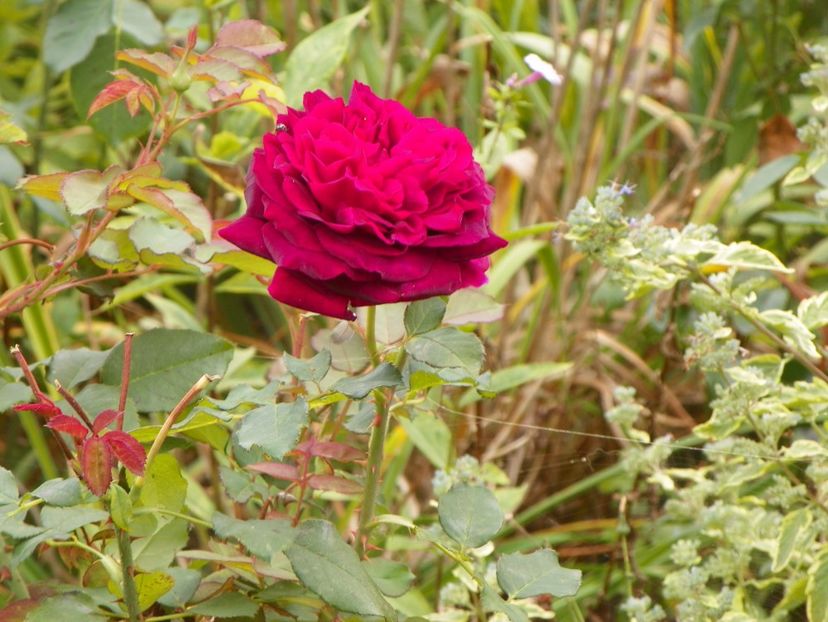 Munstead Wood - Trandafiri 2017 - II