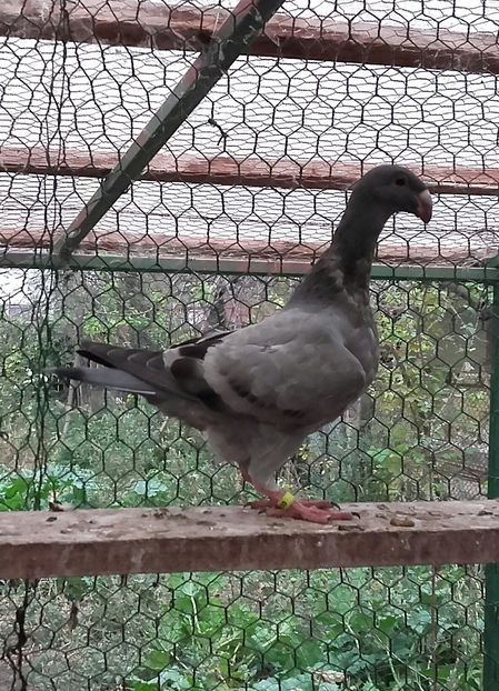 20170926_183257-1 - Pui 2017