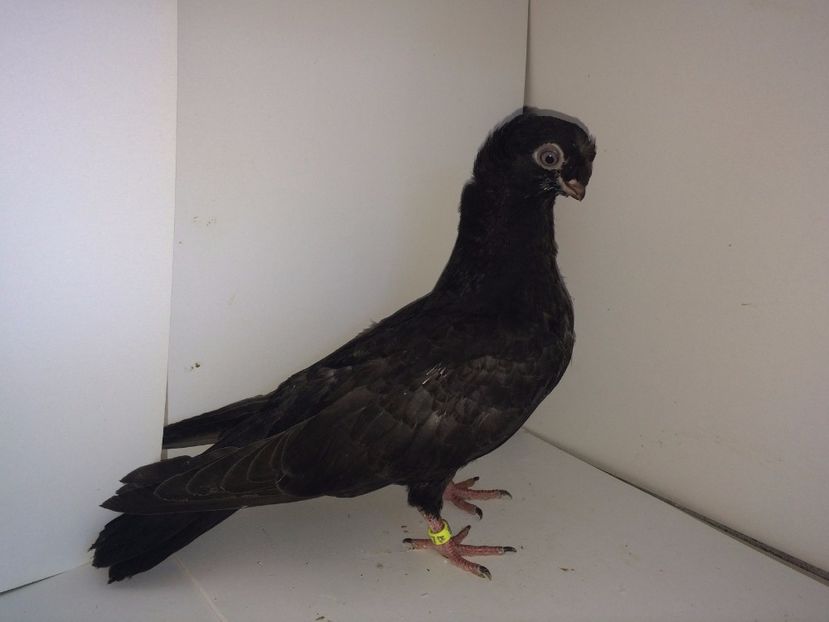 9068  mascul  2017_2 - pui 2017 BM