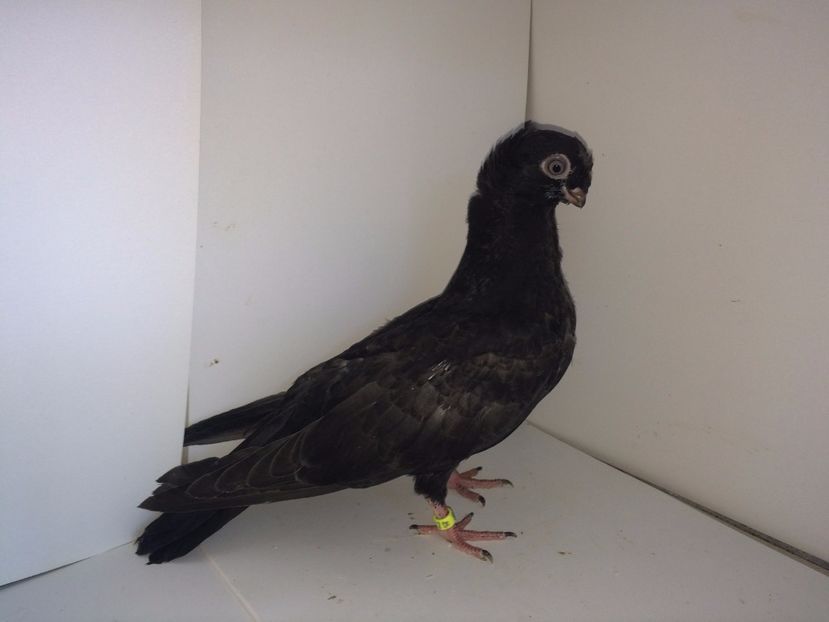 9068  mascul  2017_3 - pui 2017 BM