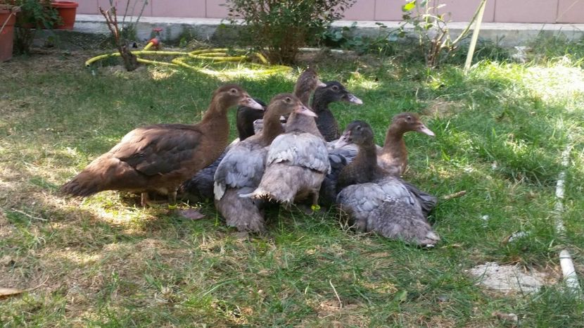 tineret - Rate lesesti arhiva