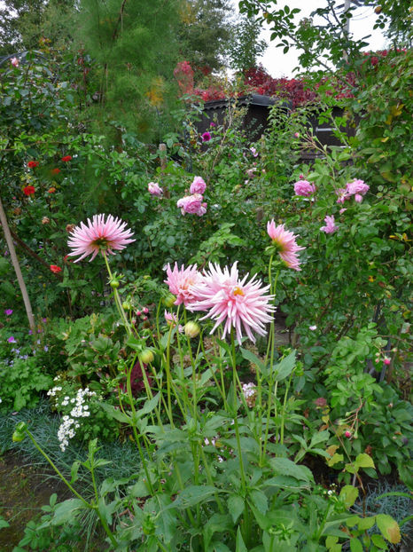  - 2017 - 03 - Toamna