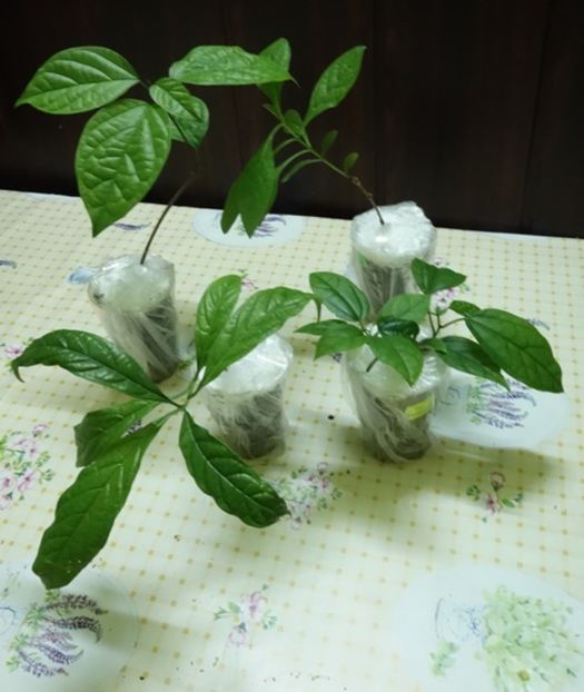 pt Lavinia - aa provizoriu2