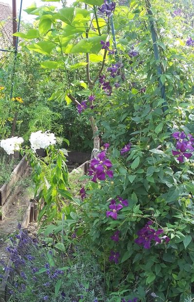  - 2017 Gradina