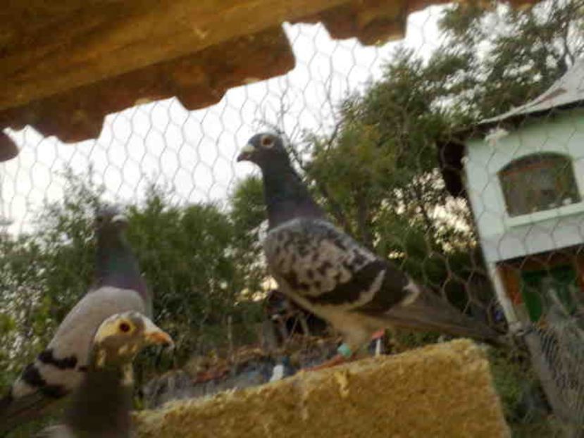 257 - X-Porumbei vinduti