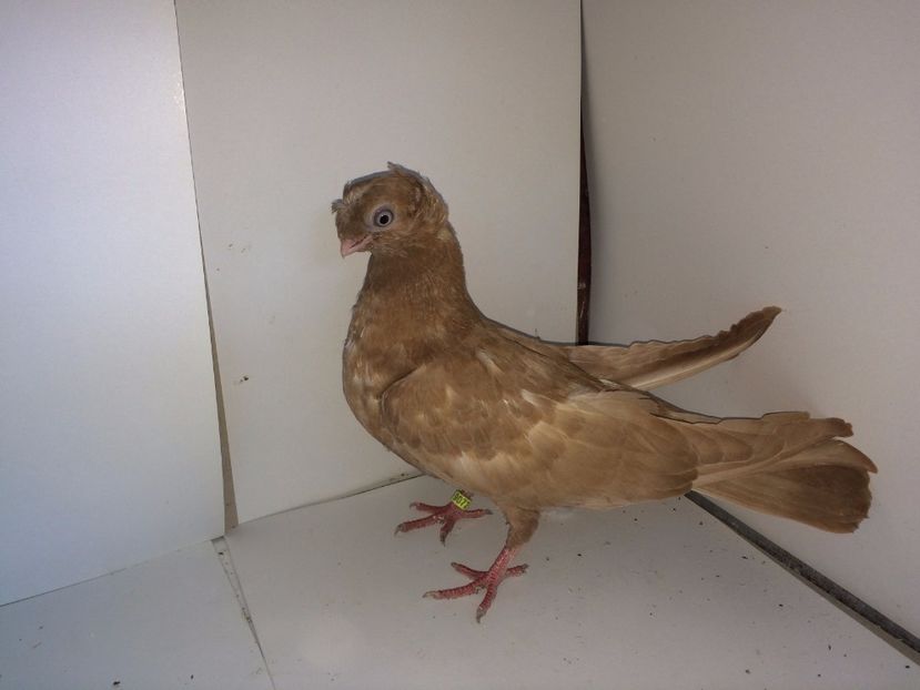 9072  femelă  2017_2 - pui 2017 BM