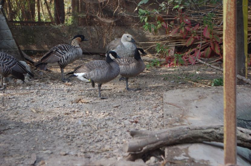  - Gaste Canadiene pitice -Branta canadensis minima