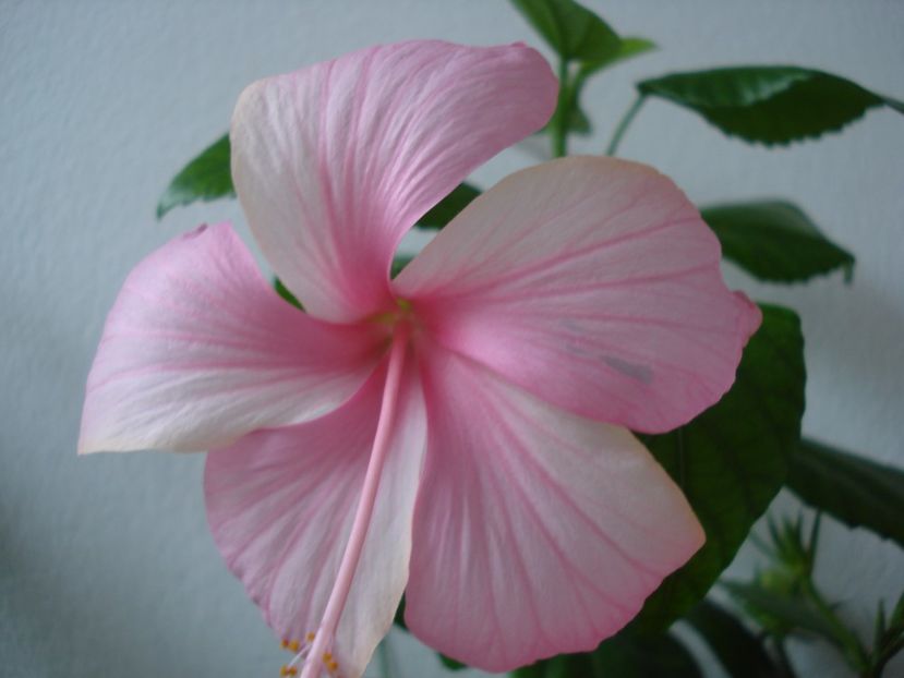  - HIBISCUS 2017