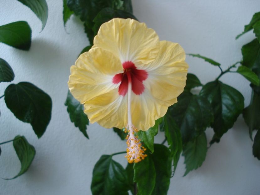  - HIBISCUS 2017