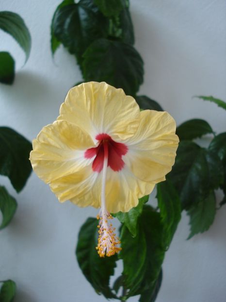  - HIBISCUS 2017
