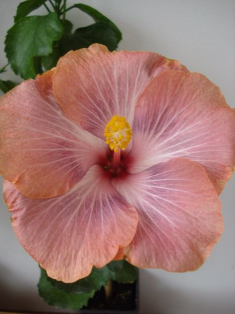  - HIBISCUS 2017