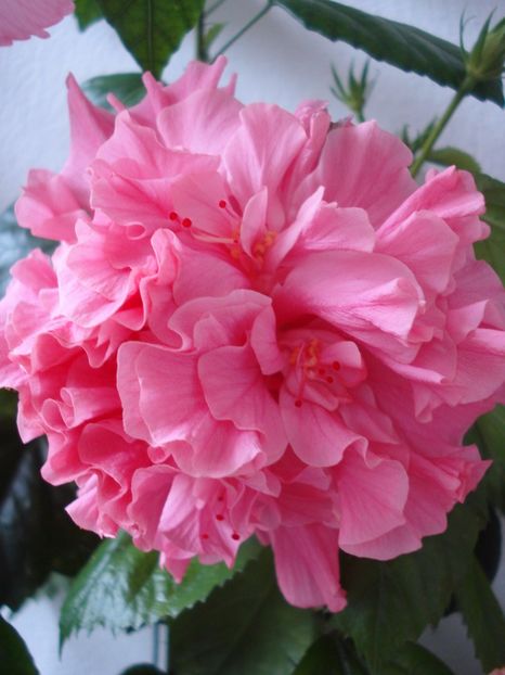  - HIBISCUS 2017