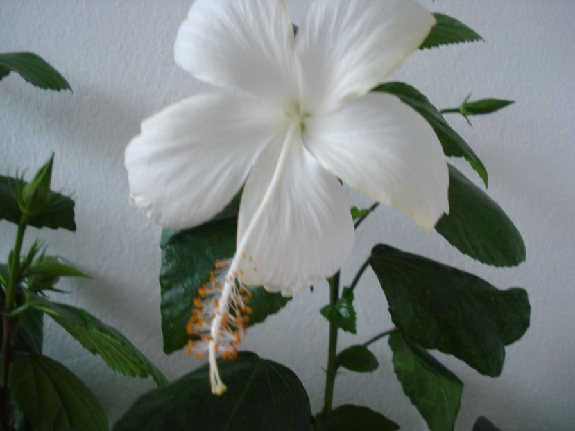  - HIBISCUS 2017