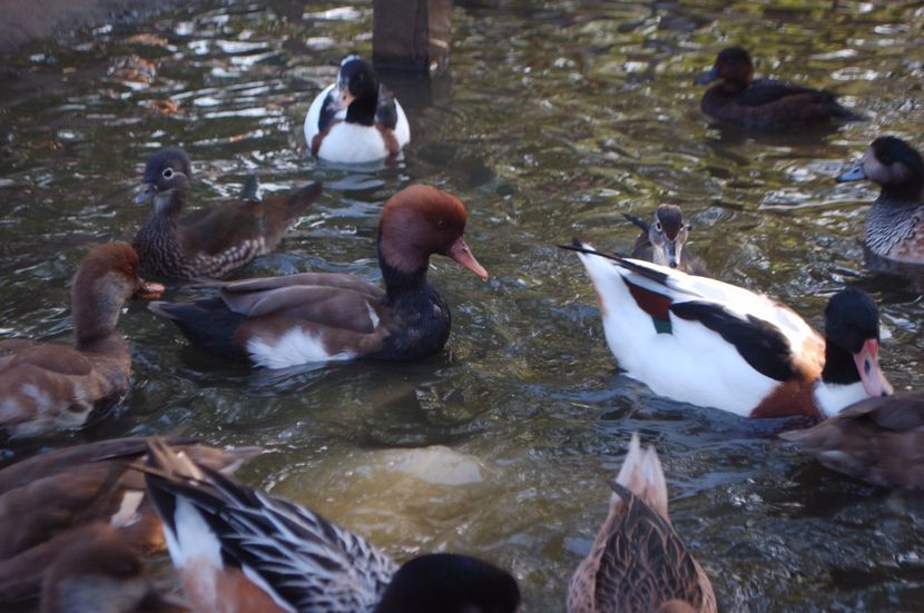  - Rata cu ciuf - Netta rufina