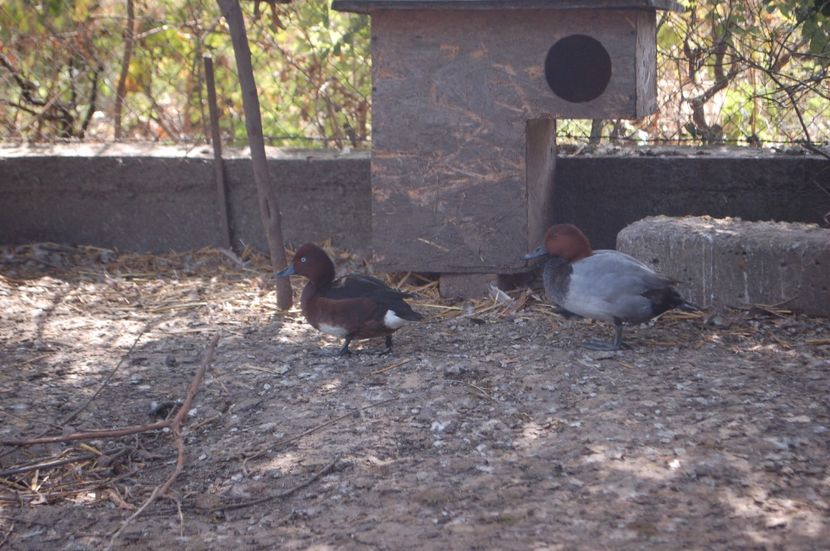  - Rata cu cap castaniu - Aythya ferina