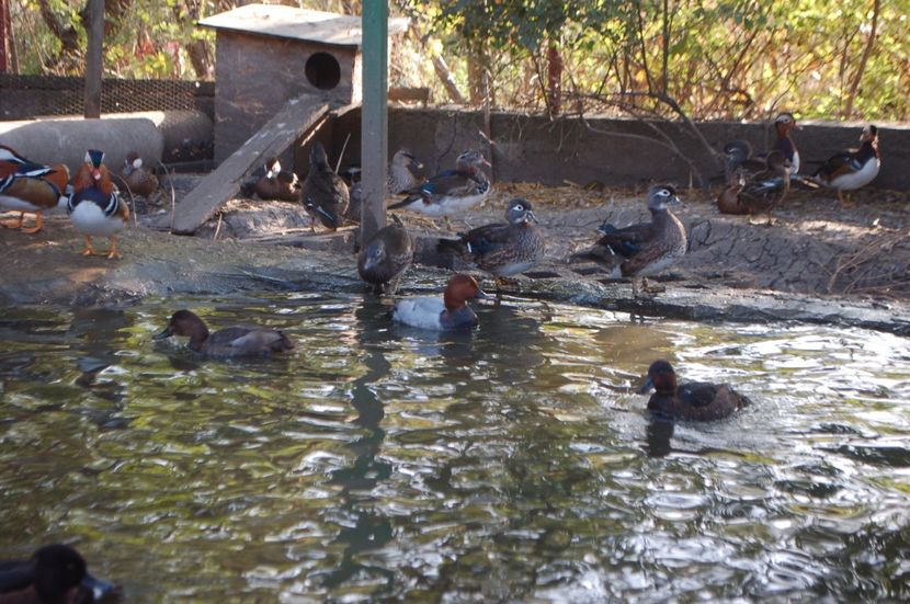  - Rata cu cap castaniu - Aythya ferina