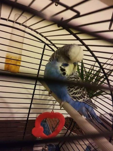 cc9eaf5fc8b749e8298fb49953c76b12.0 - Perusi standard