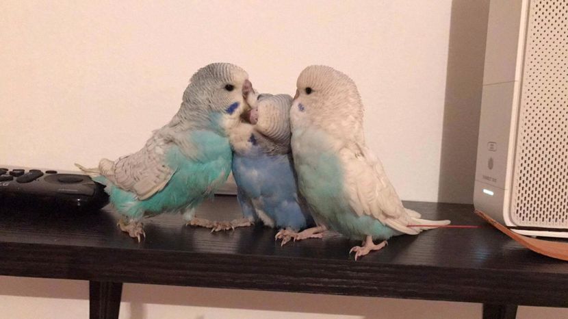 16707257_1474476525927309_6555563905346607825_o - Perusi standard