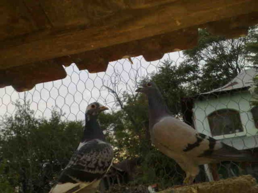 258 - X-Porumbei vinduti