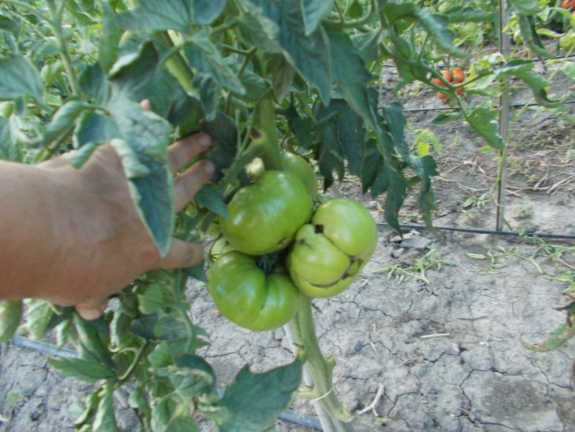  - SEMINTE ROSII - NEVES AZOREAN RED