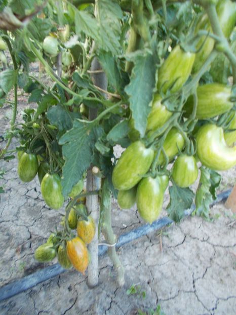  - SEMINTE ROSII - ARTISAN PINK TIGER