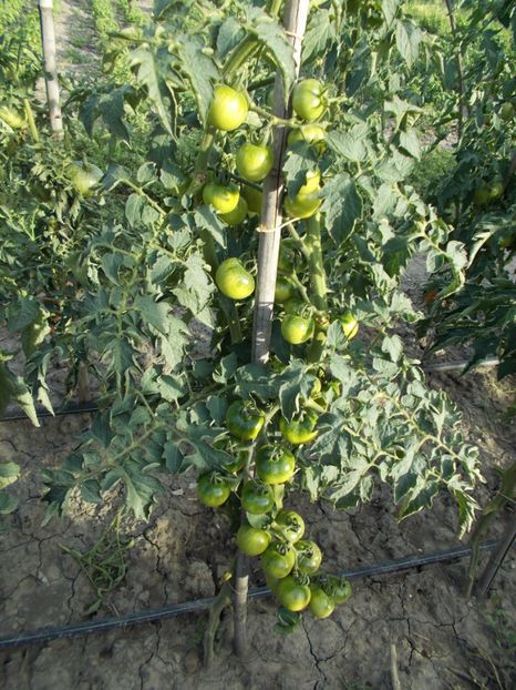 15 seminte - 3 lei - SEMINTE ROSII DE IARNA - GIALO - GRAPPOLI - D INVERNO