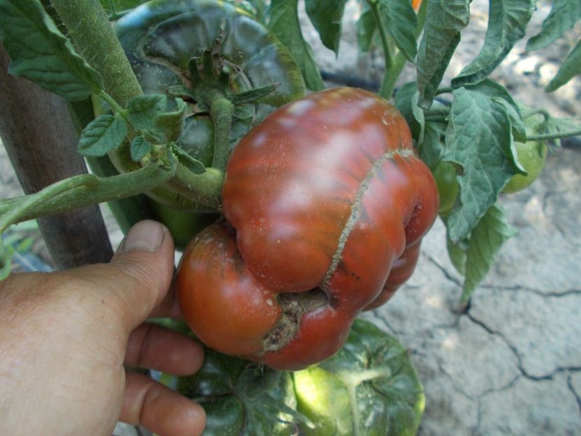  - SEMINTE ROSII - ABRACA ZEBRA