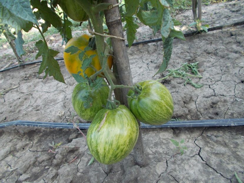  - SEMINTE ROSII - IN FORMA DE PANA GALBENE