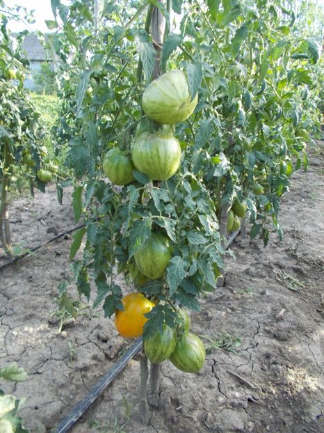  - SEMINTE ROSII - IN FORMA DE PANA GALBENE