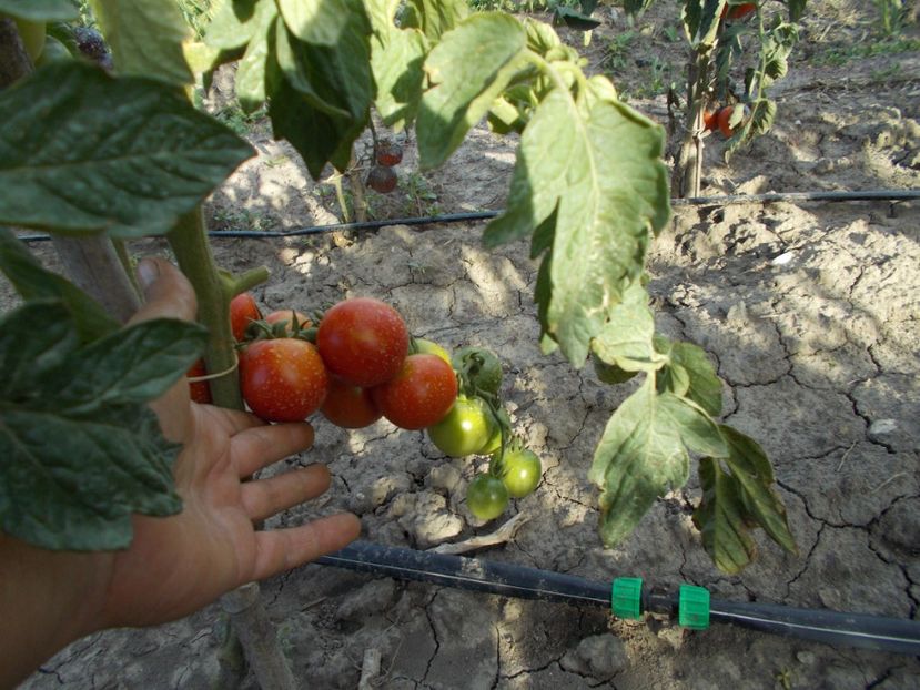  - SEMINTE ROSII - ANNA AASA