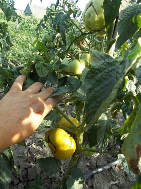  - SEMINTE ROSII - BRANDYWINE RED AND YELLOW