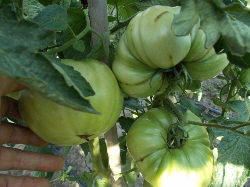  - SEMINTE ROSII - ERIKA D AUSTRALIE