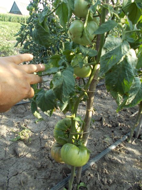  - SEMINTE ROSII - PRUDENS PURPLE