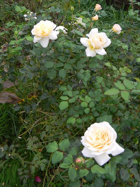 Crocus rose - Trandafiri 2017