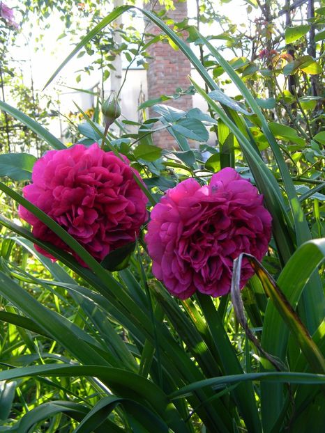 The dark lady - Trandafiri 2017