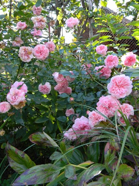 The faun - Trandafiri 2017