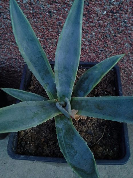 americana cv marginata pallida-vandut - agave de vanzare 2017