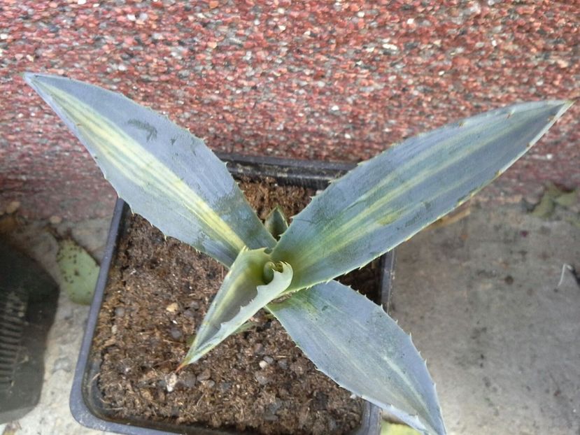 americana striata-vandut - agave de vanzare 2017