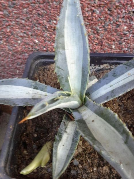 americana med picta alba striata-vandut - agave de vanzare 2017