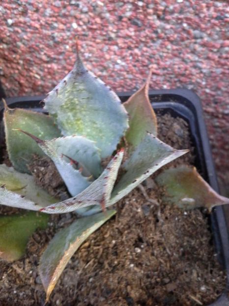 potatorum kisshokan striata-vandut - agave de vanzare 2017