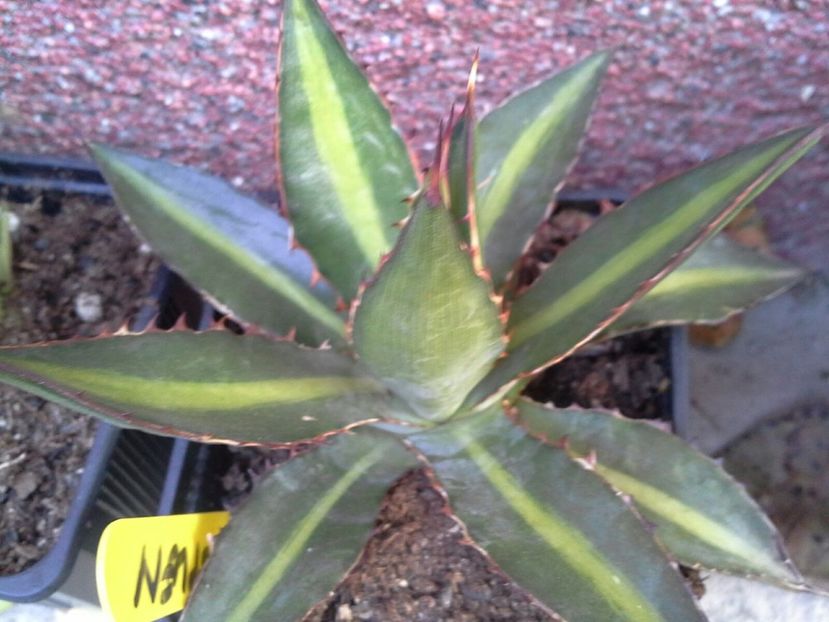 lophanta latifolia splendid-vandut - agave de vanzare 2017