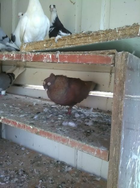  - Jucatori de galati poze vechi