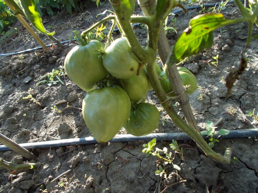  - SEMINTE ROSII - YELLOW OXHEART