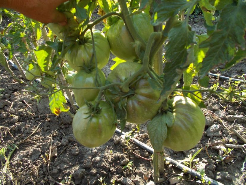  - SEMINTE ROSII - YELLOW OXHEART