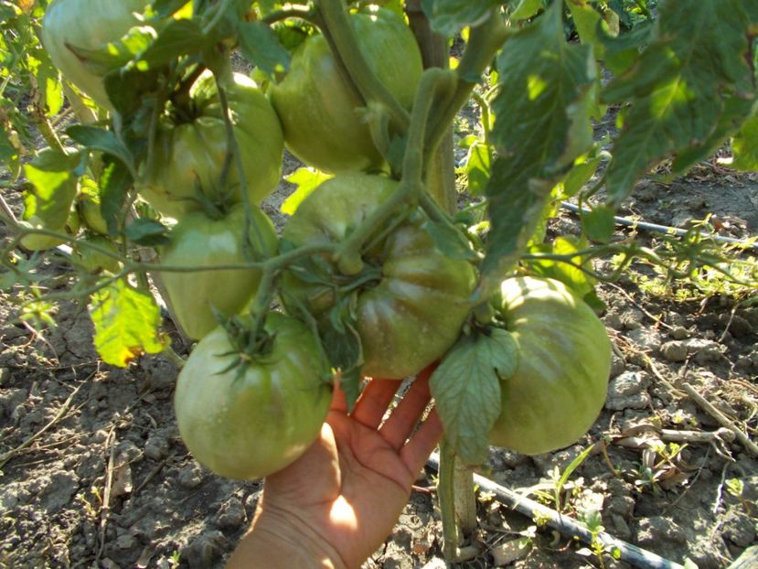  - SEMINTE ROSII - YELLOW OXHEART